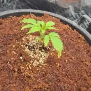 First grow diary