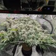 MAC1 starting from week 13 veg