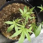 MAC1 F1 HYBRID clones part 3
