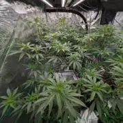 Mac1 F1 Hybrid
