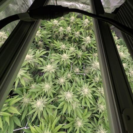 MAC1 starting from week 13 veg