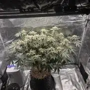 Tangerine Dream