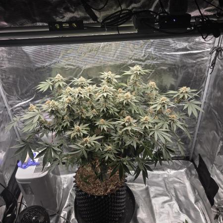 Tangerine Dream