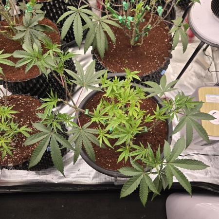 Gorilla Glue #4 x white widow