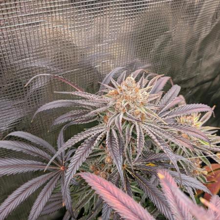 Gorilla Glue #4 x White Widow