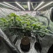 MAC1 starting from week 13 veg