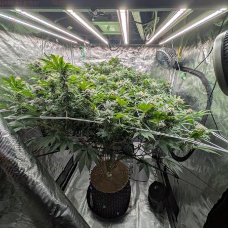 MAC1 starting from week 13 veg