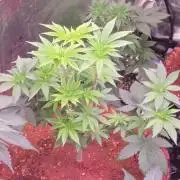 Mac1 F1 Hybrid