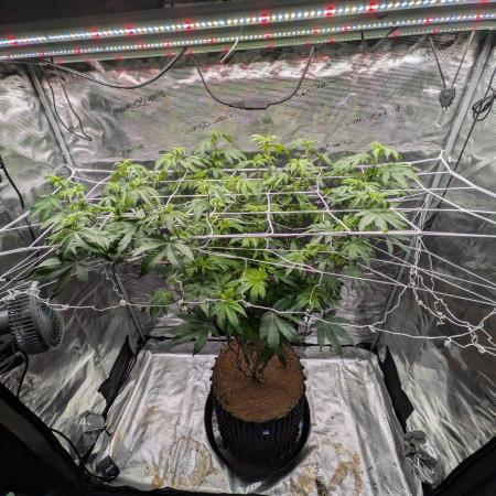 Mac1 F1 Hybrid