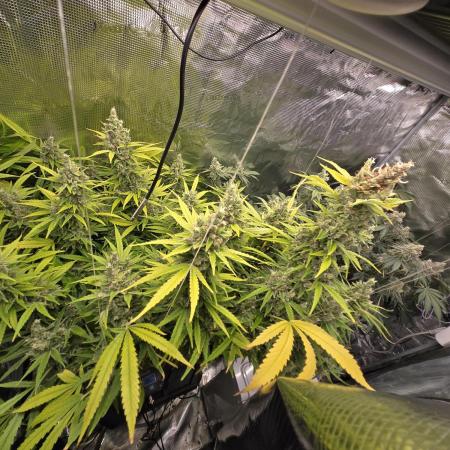 First dwc grow