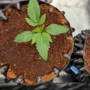 Frozen Banana F1