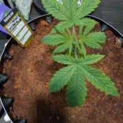 White Widow part 2