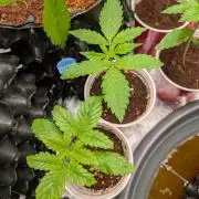 Amnesia Haze Part 2