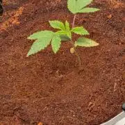 Peyote Critical