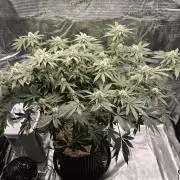 Tangerine Dream