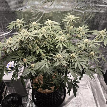 Tangerine Dream