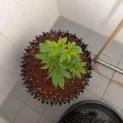 Frozen Bananas F1Feminized