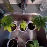 Amnesia Haze part 1