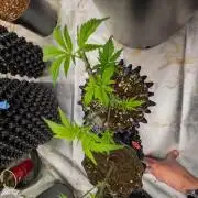 Banana Runtz F1 HYBRID Part 2