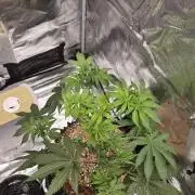Tangerine Dream