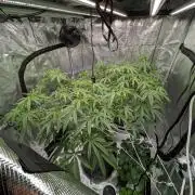 Gorilla Glue #4 x white widow