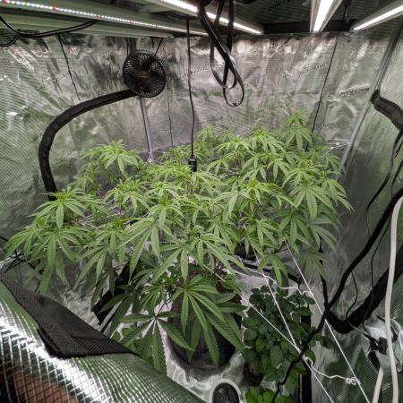Gorilla Glue #4 x white widow