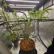 MAC1 starting from week 13 veg
