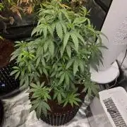 Mac1 F1 Hybrid