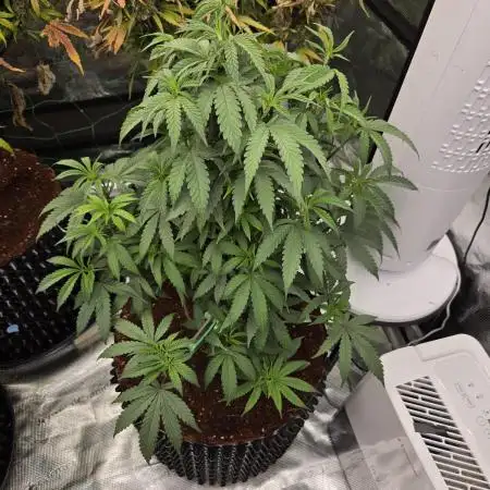 Mac1 F1 Hybrid