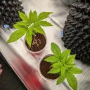 Amnesia Haze Part 2