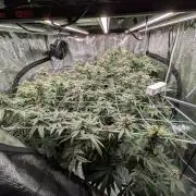 Gorilla Glue #4 x white widow