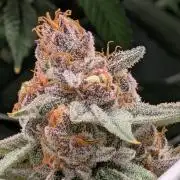 Gorilla Glue #4 x white widow