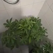 Gorilla Glue #4 x white widow