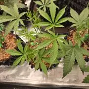 Gorilla Glue #4 x white widow