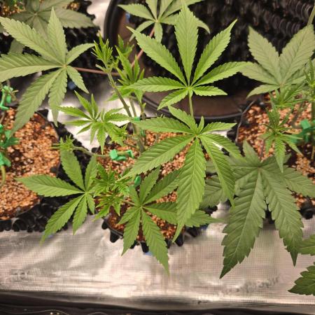 Gorilla Glue #4 x white widow