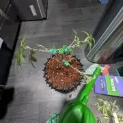 MAC1 F1 HYBRID clones part 2