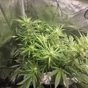 First dwc grow