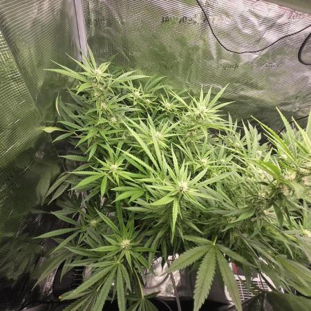 First dwc grow