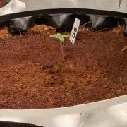 Godfather OG
