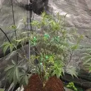 Mac1 F1 Hybrid