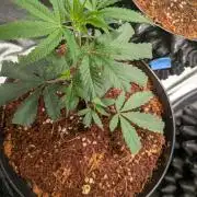 MAC1 F1 HYBRID clones part 3