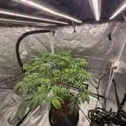 MAC1 starting from week 13 veg