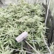 Gorilla Glue #4 x white widow