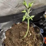 Banana Runtz F1 HYBRID Part 2