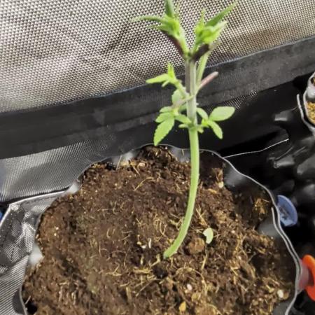 Banana Runtz F1 HYBRID Part 2