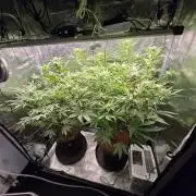 1x Gorilla x White Widow