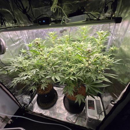 1x Gorilla x White Widow