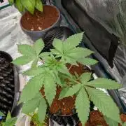 Banana Runtz F1 hybride