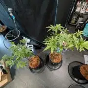 Mac1 F1 Hybrid clones