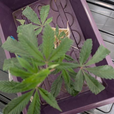 MAC1 F1 HYBRID clones part 3